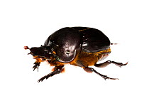 Unidentified Dung Beetle (Scarabaeidae) Gamboa, Panama. Meetyourneighbours.net project