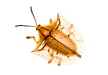 Unidentified Chrysomelid beetle (Chrysomelidae) Gamboa, Panama. Meetyourneighbours.net project