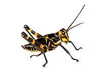 Soldier Grasshopper nymph (Chromacris speciosa) Gamboa, Panama. Meetyourneighbours.net project