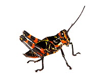 Soldier Grasshopper nymph (Chromacris speciosa) Gamboa, Panama. Meetyourneighbours.net project