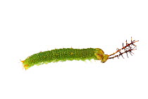 Unidentified caterpillar, Gamboa, Panama. Meetyourneighbours.net project