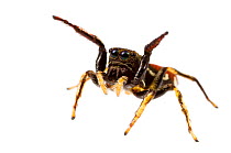 Unidentified Jumping Spider (Salticidae) Gamboa, Panama. Meetyourneighbours.net project