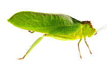 Large unknown Katydid (Tettigoniidae) Gamboa, Panama. Meetyourneighbours.net project