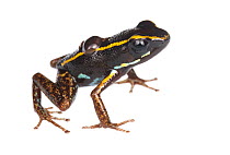 Lovely poison dart frog (Phyllobates lugubris) with a tadpole, Isla Colon, Panama. Meetyourneighbours.net project