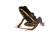 Lovely poison dart frog (Phyllobates lugubris) with a tadpole, Isla Colon, Panama. Meetyourneighbours.net project