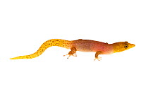 Sphaerodactylus homolepis Isla Colon, Panama. Meetyourneighbours.net project