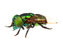 Unidentified Fly (Diptera) Isla Colon, Panama. Meetyourneighbours.net project