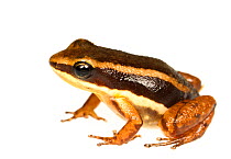 Talamancan Rocket Frog (Allobates talamancae) Bastimentos, Panama. Meetyourneighbours.net project