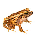 Unidentified leaf litter frog (possibly Craugastor megacephalus) Bastimentos, Panama. Meetyourneighbours.net project