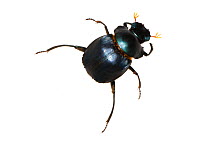 Unidentified Dung Beetle (Scarabaeidae) Boquete, Panama. Meetyourneighbours.net project