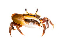 Unidentified Fiddler Crab (Uca sp.) Isla Colon, Panama. Meetyourneighbours.net project