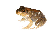 Unidentified metamorph frog (possibly Leptodactylus savagei) Isla Colon, Panama. Meetyourneighbours.net project