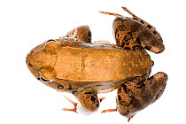 Savage's Thin-toed Frog (Leptodactylus savagei) Isla Colon, Panama. Meetyourneighbours.net project
