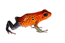 Strawberry Poison Frog (Oophaga pumilio) one of many colour morphs, San Cristobal, Panama. Meetyourneighbours.net project
