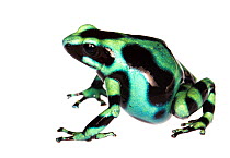 Female Green and Black Poison Frog (Dendrobates auratus) which is probably twice as large as normal, likely due to being very gravid. From Esperanza, Panama. Meetyourneighbours.net project