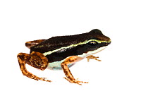 Rainforest rocket frog (Silverstonia flotator) Rio Uyama, Panama. Meetyourneighbours.net project