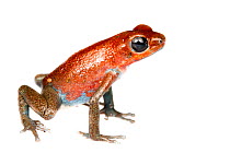 Strawberry Poison Frog (Oophaga pumilio) one of many colour morphs, Dolphin Bay, Panama. Meetyourneighbours.net project