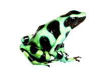 Green and Black Poison Frog (Dendrobates auratus) Dolphin Bay, Panama. Meetyourneighbours.net project