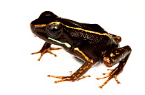 Lovely poison frog (Phyllobates lugubris) Escudo de Veraguas, Panama. Meetyourneighbours.net project