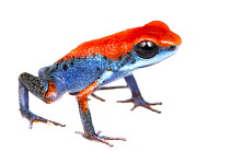 Strawberry Poison Frog (Oophaga pumilio) one of many colour morphs, Escudo de Veraguas, Panama. Meetyourneighbours.net project
