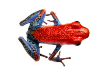Strawberry Poison Frog (Oophaga pumilio) one of many colour morphs, Escudo de Veraguas, Panama. Meetyourneighbours.net project