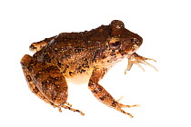 Northern rain frog (Craugastor ranoides) Escudo de Veraguas, Panama. Meetyourneighbours.net project. Critically endangered species.