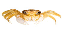 Unidentified Ghost Crab Escudo de Veraguas, Panama. Meetyourneighbours.net project