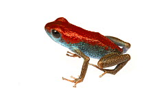Strawberry Poison Frog (Oophaga pumilio) one of many colour morphs, the Valiente Peninsula, Panama. Meetyourneighbours.net project