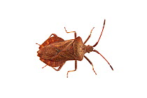 Shield bug (Coreus marginatus) Barnt Green, Worcestershire, UK, June. Meetyourneighbours.net project