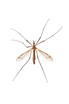 Cranefly (Tipula paludosa) Barnt Green, Worcestershire, UK, June. Meetyourneighbours.net project