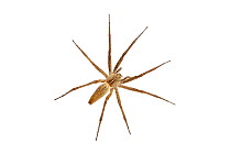 Nursery web spider (Pisaura mirabilis) Barnt Green, Worcestershire, UK, July. Meetyourneighbours.net project