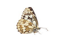 Marbled White butterfly (Melanargia galathea) Barnt Green, Worcestershire, UK, July. Meetyourneighbours.net project