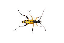 Spotted longhorn beetle (Rutpela maculata) Barnt Green, Worcestershire, UK, August. Meetyourneighbours.net project