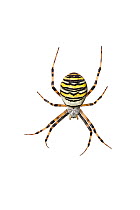 Wasp spider (Argiope bruennichi) Barnt Green, Worcestershire, UK, September. Meetyourneighbours.net project