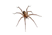 House spider (Tegenaria domestica) Barnt Green, Worcestershire, UK, May. Meetyourneighbours.net project