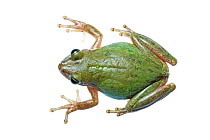 Squirrel Treefrog (Hyla squirella) viewed from above, South Padre Island, Cameron County, Lower Rio Grande Valley, Texas, United States of America, North America, September. Meetyourneighbours.net pro...