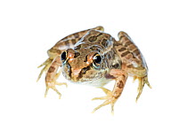Rio Grande Leopard Frog (Lithobates berlandieri) portrait, Sabal Palm Sanctuary, Cameron County, Lower Rio Grande Valley, Texas, United States of America, North America, September. Meetyourneighbours....