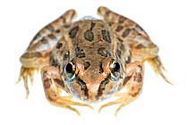Rio Grande Leopard Frog (Lithobates berlandieri) portrait, Sabal Palm Sanctuary, Cameron County, Lower Rio Grande Valley, Texas, United States of America, North America, September. Meetyourneighbours....