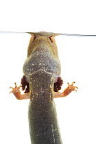 Rio Grande Lesser Siren (Siren intermedia texana) view of underside whilst breathing at surface. Sabal Palm Sanctuary, Cameron County, Lower Rio Grande Valley, Texas, United States of America, North A...