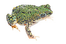 Green Toad (Anaxyrus debilis) male profile, Starr County, Lower Rio Grande Valley, Texas, United States of America, North America, September. Meetyourneighbours.net project