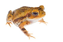 Gulf Coast Toad (Incilius nebulifer) portrait, Sabal Palm Sanctuary, Cameron County, Lower Rio Grande Valley, Texas, United States of America, North America, September. Meetyourneighbours.net project