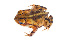 Gulf Coast Toad (Incilius nebulifer) viewed from above, Sabal Palm Sanctuary, Cameron County, Lower Rio Grande Valley, Texas, United States of America, North America, September. Meetyourneighbours.net...