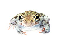 Plains Spadefoot Toad (Spea bombifrons) male portrait, Hidalgo County, Lower Rio Grande Valley, Texas, United States of America, North America, September. Meetyourneighbours.net project