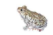Plains Spadefoot Toad (Spea bombifrons) male profile, Hidalgo County, Lower Rio Grande Valley, Texas, United States of America, North America, September. Meetyourneighbours.net project