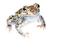 Plains Spadefoot Toad (Spea bombifrons) male portrait, Hidalgo County, Lower Rio Grande Valley, Texas, United States of America, North America, September. Meetyourneighbours.net project