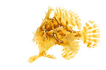 Sargassumfish (Histrio histrio) profile, Gulf of Mexico, Boca Chica Beach, Cameron County, Lower Rio Grande Valley, Texas, United States of America, North America, April. Meetyourneighbours.net projec...