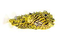 Striped Burrfish (Chilomycterus schoepfi) profile, Lower Laguna Madre, South Padre Island, Cameron County, Lower Rio Grande Valley, Texas, United States of America, North America, May. Meetyourneighbo...