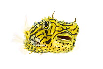 Striped Burrfish (Chilomycterus schoepfi) portrait, Lower Laguna Madre, South Padre Island, Cameron County, Lower Rio Grande Valley, Texas, United States of America, North America, May. Meetyourneighb...