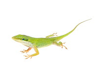 Green Anole (Anolis carolinensis) portrait, Sabal Palm Sanctuary, Cameron County, Lower Rio Grande Valley, Texas, United States of America, North America, March. Meetyourneighbours.net project