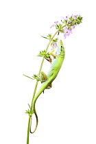 Green Anole (Anolis carolinensis) on Pink Mint (Stachys drummondii) profile, Sabal Palm Sanctuary, Cameron County, Lower Rio Grande Valley, Texas, United States of America, North America, March. Meety...